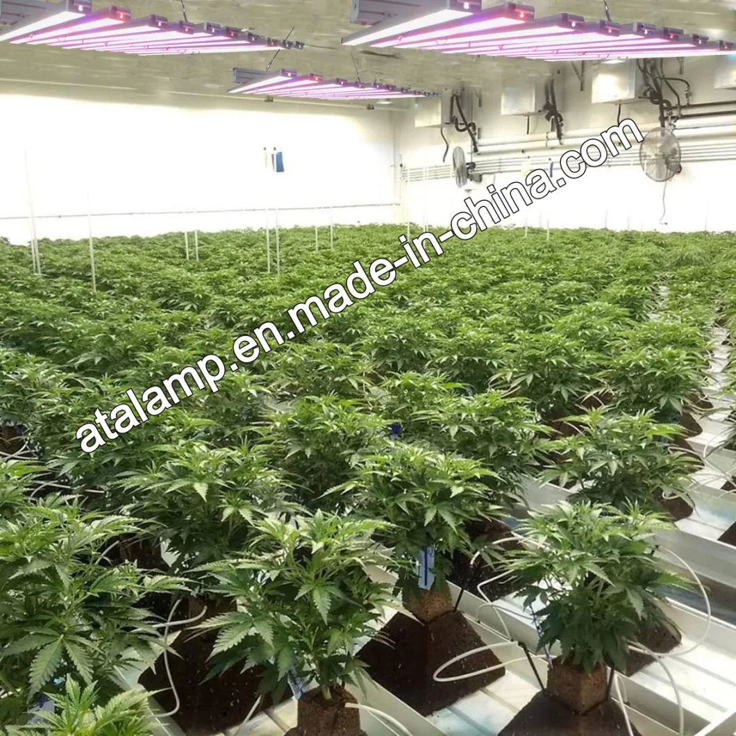 Dlc ETL Lised Spider Bar Type High Ppf 600W/800W/1000W Indoor Medical Plant LED Grow Light